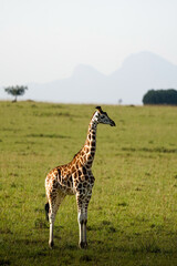 baby giraffe in kidepo, uganda