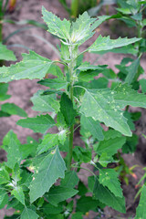White goosefoot (Chenopodium album) grows in nature