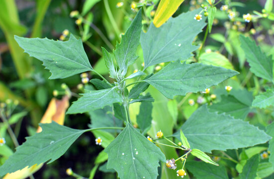 White goosefoot (Chenopodium album) grows in nature