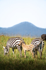 zebra in kidepo, uganda