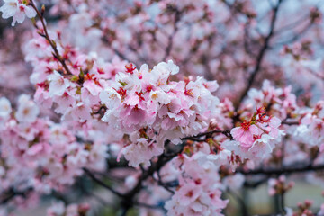 Himeji Castle in Full Bloom: A Cherry Blossom Wonderland