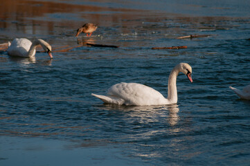 A family of swans with their babies on the shore of the pond, in the morning they swim to the camp and wait to see if they will throw something good to them.