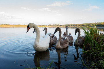 Obraz premium A family of swans with their babies on the shore of the pond, in the morning they swim to the camp and wait to see if they will throw something good to them.