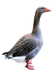 Goose isolated on a white background.