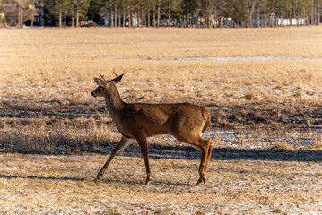 White-tailed Buck Deer Running In An Urban Field In Wisconsin In January