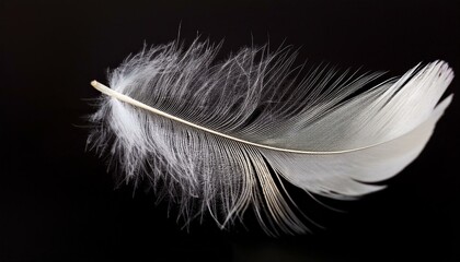 Obraz premium white feather on black background