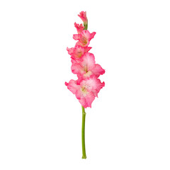Pink gladiolus flower stem isolated on transparent background