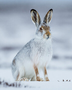 A lone arctic hare, with its distinctive black-tipped ears, stands serenely in a minimalist composition in a pristine snowy landscape.