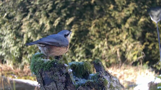 Kleiber&nbsp;(Sitta europaea)   