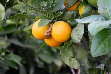 Fresh oranges hang from lush green branches in a vibrant orchard during sunny harvest season