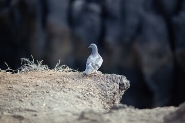 Eine Taube am Felsen