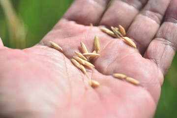 Close up Farmer hands holding rice grains. Rice product from paddy rice. Agricultural Researcher holding damaged corn Inspecting Flood-Impacted Farmland Due to Climate Change.