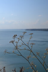 Plant with a sea view