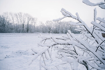 Winter fairy tale. Trees in the snow.