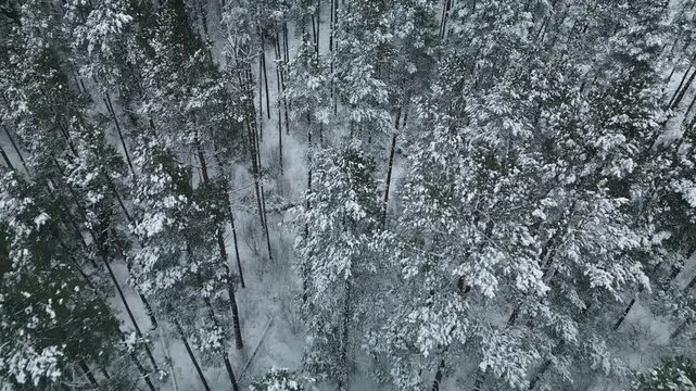 This is an aerial view showcasing a beautiful, snow covered pine forest set in a stunning winter wonderland