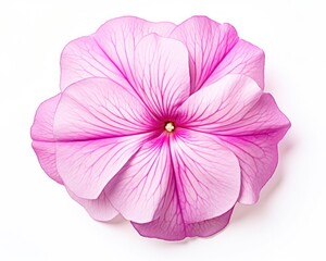 Naklejka premium Isolated Flower Cutout: Shimmering Pink Impatiens Blossom on White Background, Perfect for Nature and Floral Design Projects