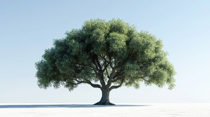 Fototapeta premium Majestic lone tree in sunlit landscape with clear blue sky