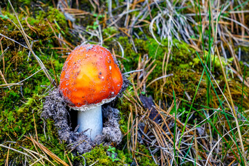 Red toadstool just emerging from the moss ground, Amanita muscaria, inedible mushroom