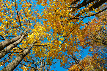 Treetops with bright yellow foliage in autumn against a blue sky, view from below to top