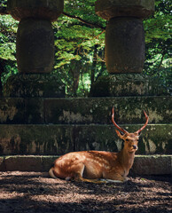nara deer park nature japan