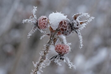 Close-up of group of frosted rosehips growing on a bush