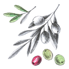 Branch with leaves and olives, three colorful olives and some different leaves. Hand-drawn set, graphics. Pencil drawing with colorful pastel elements. Vintage.