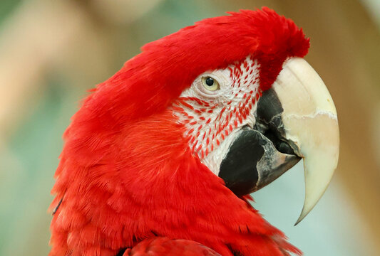 Fototapeta Animal Photography at the Zoo