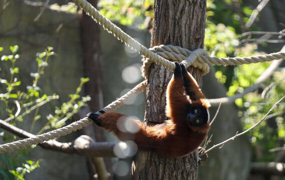 Fototapeta Animal Photography at the Zoo
