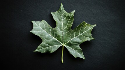 Fototapeta premium A single fresh green leaf lying on a black background with light catching its intricate veins and edges