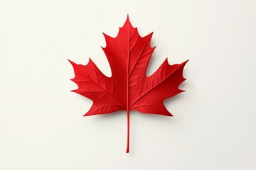 Red maple leaf is on a white background