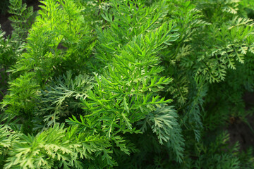Young carrot tops in the field. Carrot bushes are planted in a row. Growing vegetables in rural areas