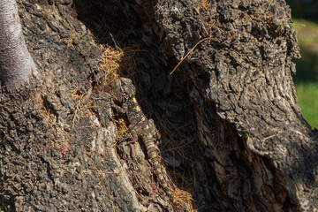 Small lizard among the stones on the beach