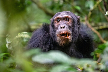 A lone chimpanzee during meal time in the trees. Main meal – jackfruit. Uganda, Kibale National park.