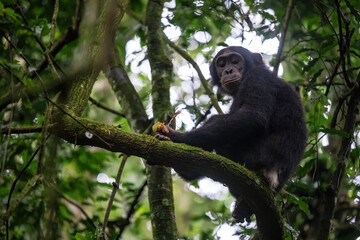 A lone chimpanzee during meal time in the trees. Main meal – jackfruit. Uganda, Kibale National park.