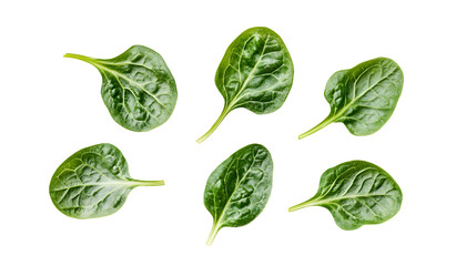 Fresh Organic Green Lettuce Leaves