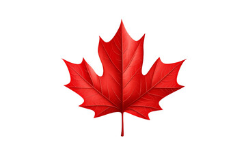 Red maple leaf is shown on a white background