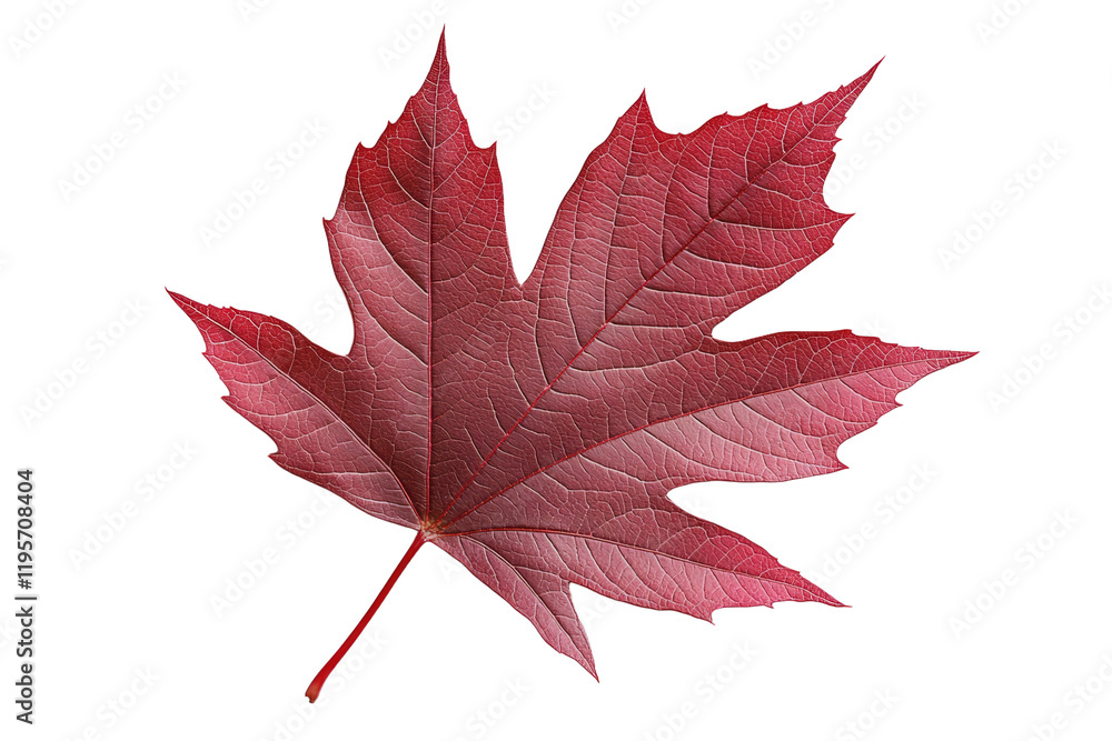 Poster leaf of a red maple tree