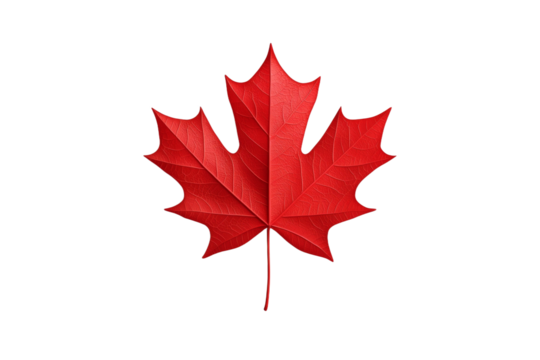 Red maple leaf is shown on a white background