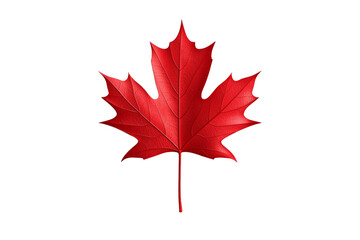 Red maple leaf is shown on a white background