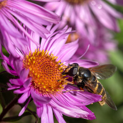 Bee on flower bloom
