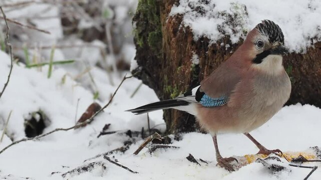 Eichelh&auml;her (Garrulus glandarius)   