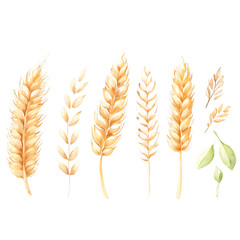 Whole Grains watercolor illustration isolated on transparent.