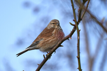 sparrow on a branch