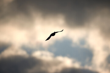 A bird in the sky