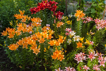 Multicolored lilies in a flowerbed