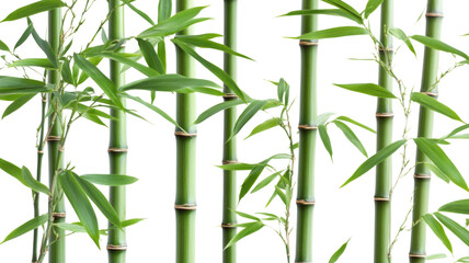 Green bamboo stalk, isolated on transparent background