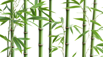 Green bamboo stalk, isolated on transparent background