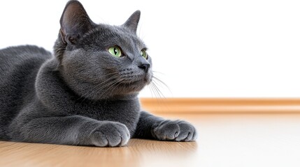 Naklejka premium Playful grey cat relaxing on wooden floor in minimalist room indoor photography calm environment