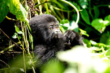 silverback gorilla, uganda © Teresa