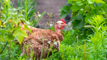 brown jacket with a bare neck in the garden among green bushes and grass